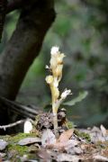 Monotropa hypopitys